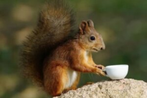 Free Refill: Squirrel — Full Cup for the Distracted