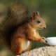 Free Refill: Squirrel — Full Cup for the Distracted